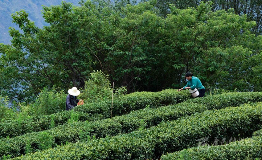 正是春茗好時(shí)節(jié)