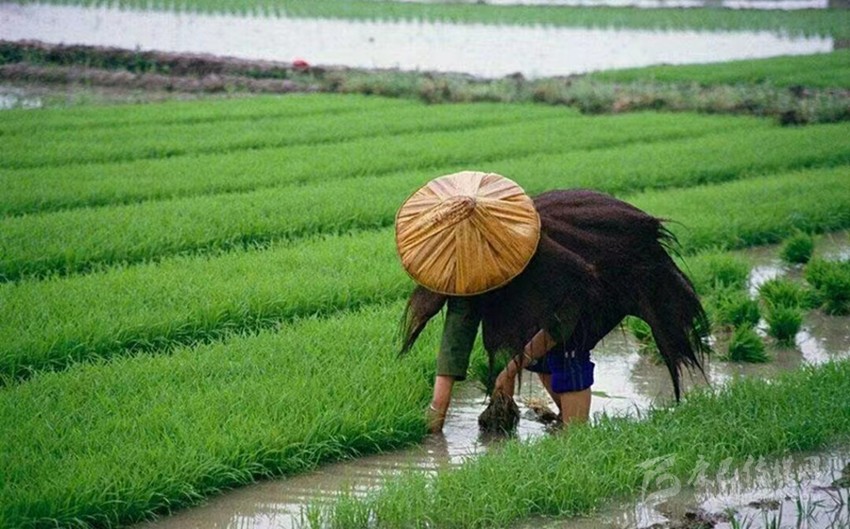 芒種時節(jié)