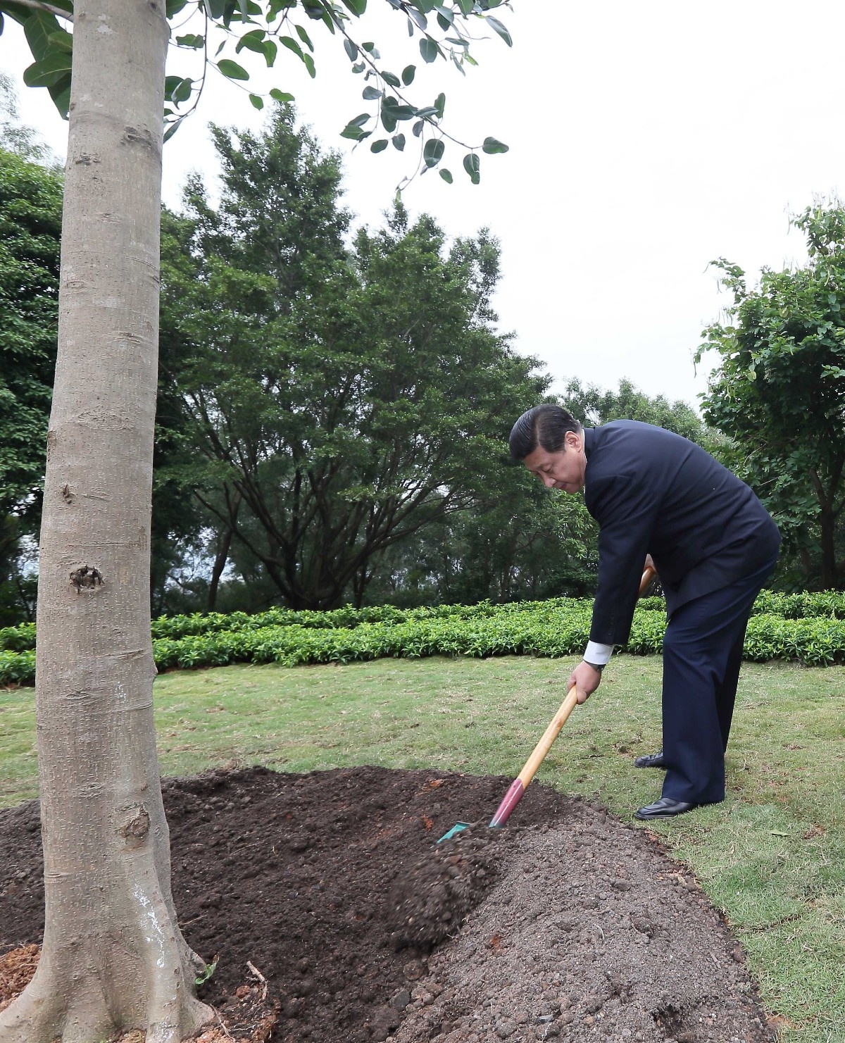 2012年12月8日，習近平在深圳蓮花山公園種下一棵高山榕樹。