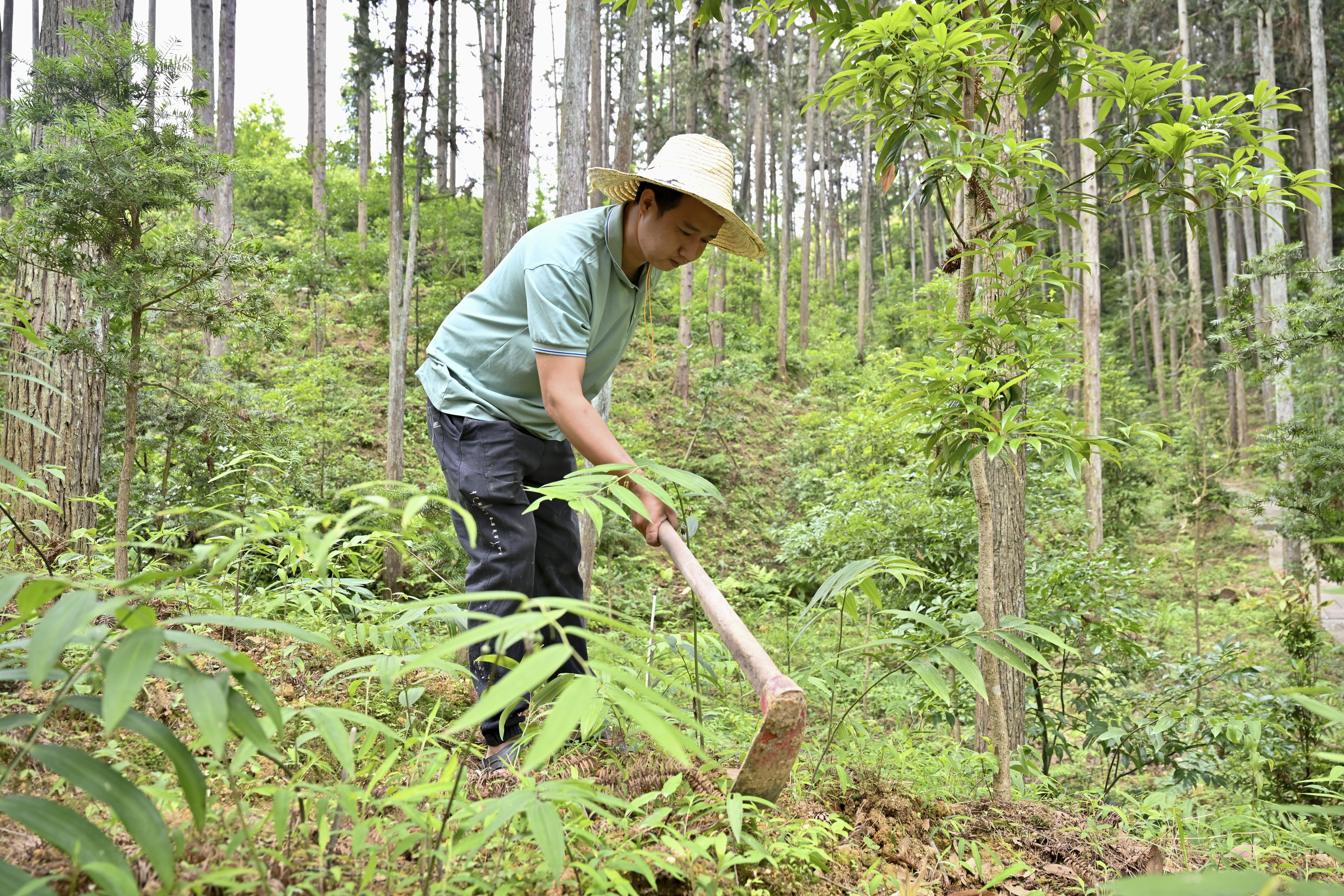 2024年5月9日，福建省三明市馬巖林下經(jīng)濟(jì)種植示范基地工人在管理林下種植的多花黃精。