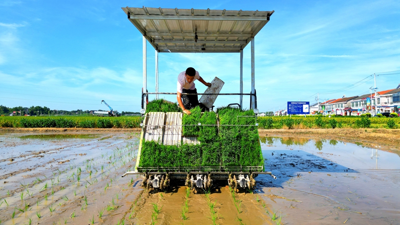 戴宏在無(wú)人駕駛的插秧機(jī)上作業(yè)。常德日?qǐng)?bào)社 王明睿 攝