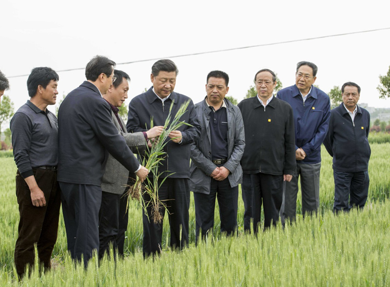 2016年4月25日下午，習(xí)近平在安徽滁州市鳳陽縣小崗村察看小麥長勢。左一為種糧大戶程夕兵。新華社記者 李學(xué)仁 攝