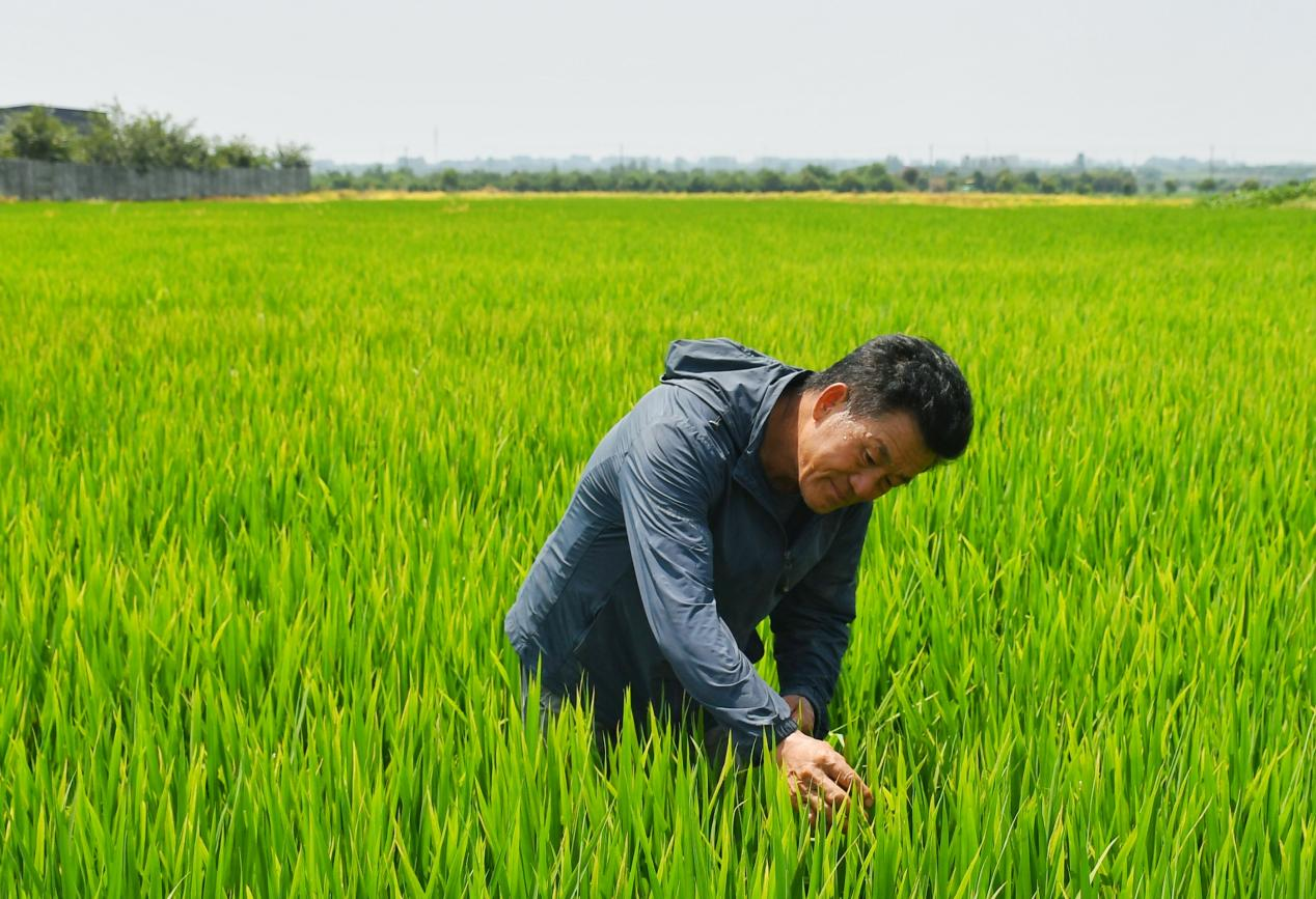 程夕兵在農(nóng)田里檢查水稻種植情況。人民網(wǎng)記者 周坤 攝